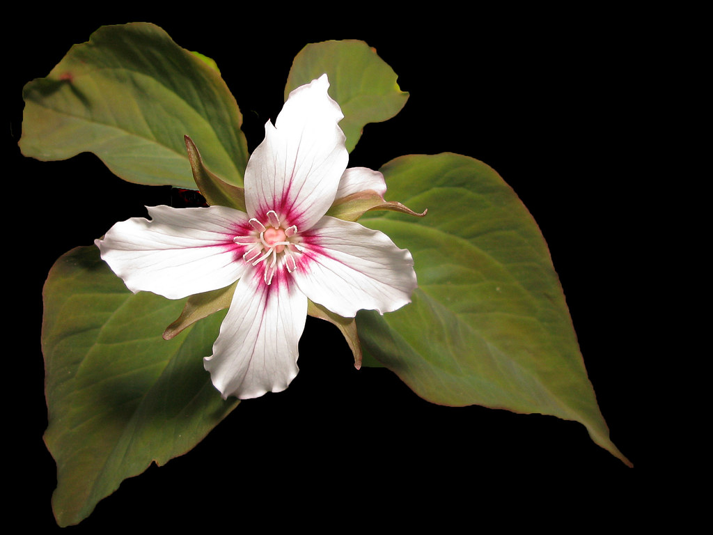 photograph of a painted trillium flower with its green leaves on a black background